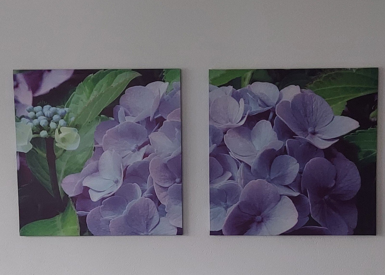 Canvas schilderij hortensia 77,5×77,5, Ophalen