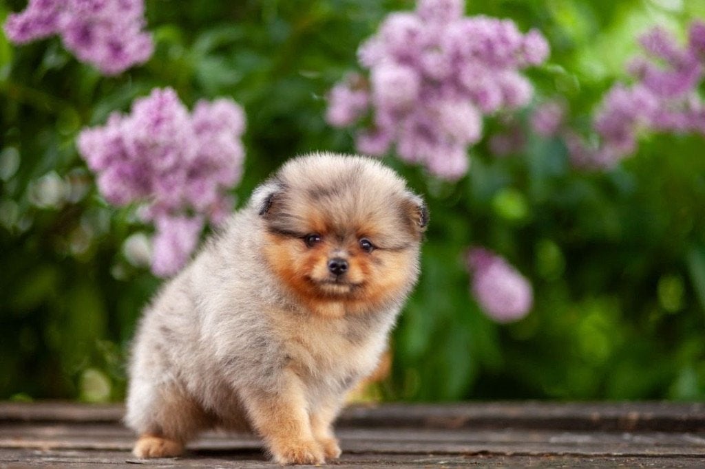 Pomeranian pups Bearface, 8 tot 15 weken, Parvo, Meerdere, Nederland