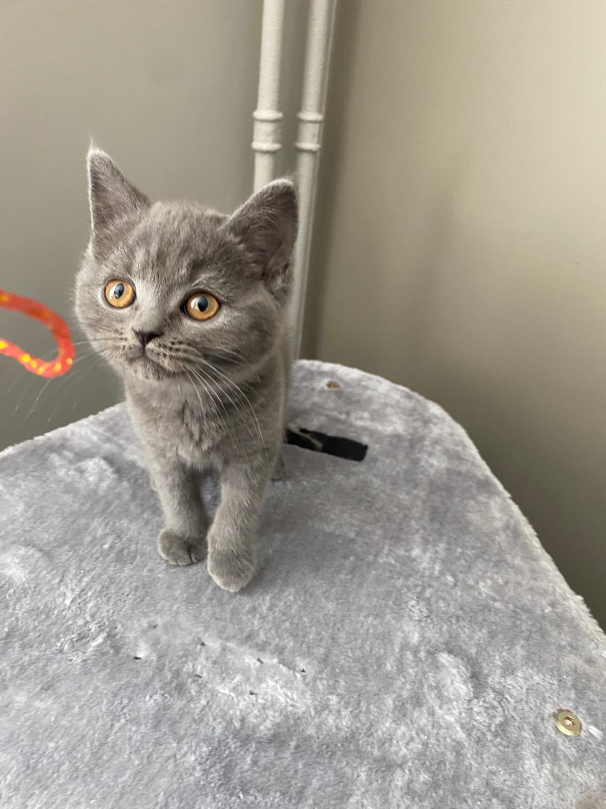 Britse korthaar kittens - klaar voor een nieuw huisje !, Meerdere dieren, Ontwormd, 0 tot 2 jaar
