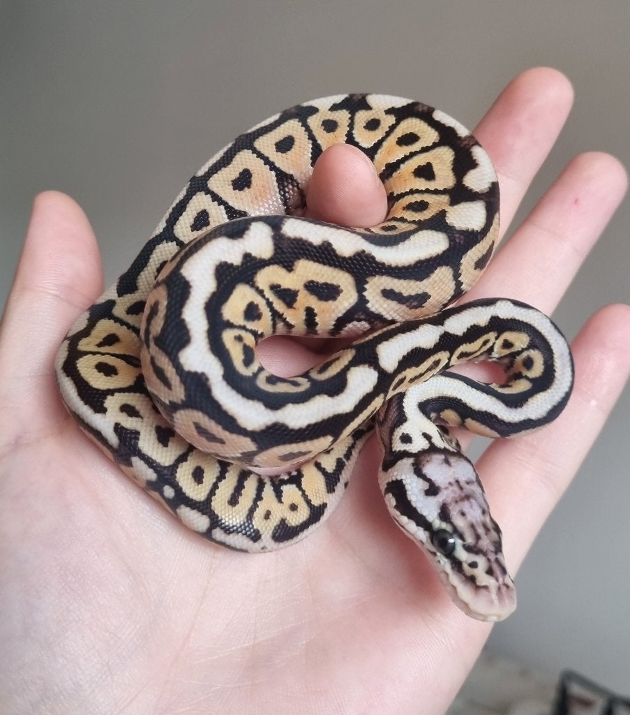 0.1 special pastel spotnose het clown koningspython, Dieren en Toebehoren, Slang, 0 tot 2 jaar