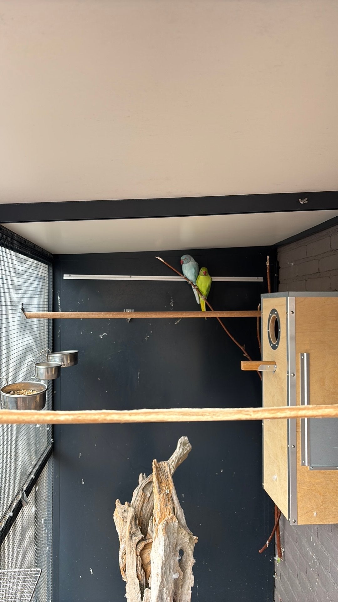 Mooi jong koppel halsband parkieten, Meerdere dieren, Parkiet