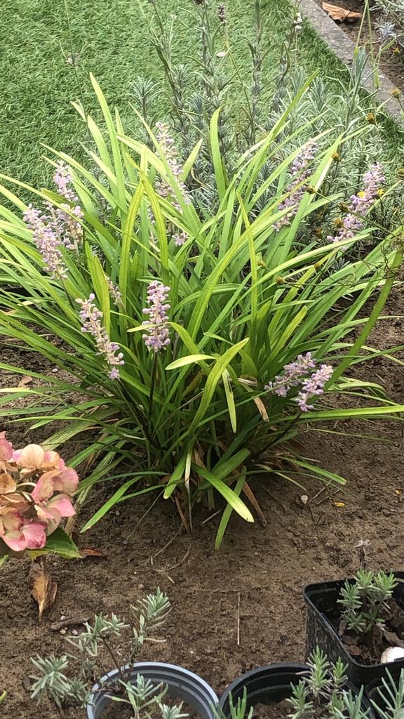 Blauw leliegras, liriope muscari, moneymaker €1,50 per stuk, Ophalen, Vaste plant, Siergrassen, Halfschaduw