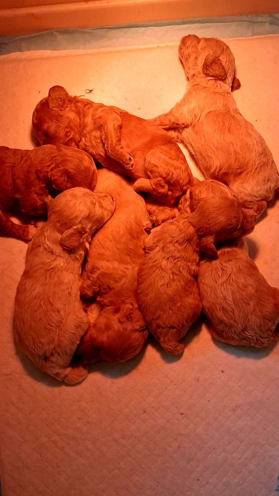 kleine maltipoo puppy's, Overige rassen, 8 tot 15 weken, Meerdere dieren, Eén hond