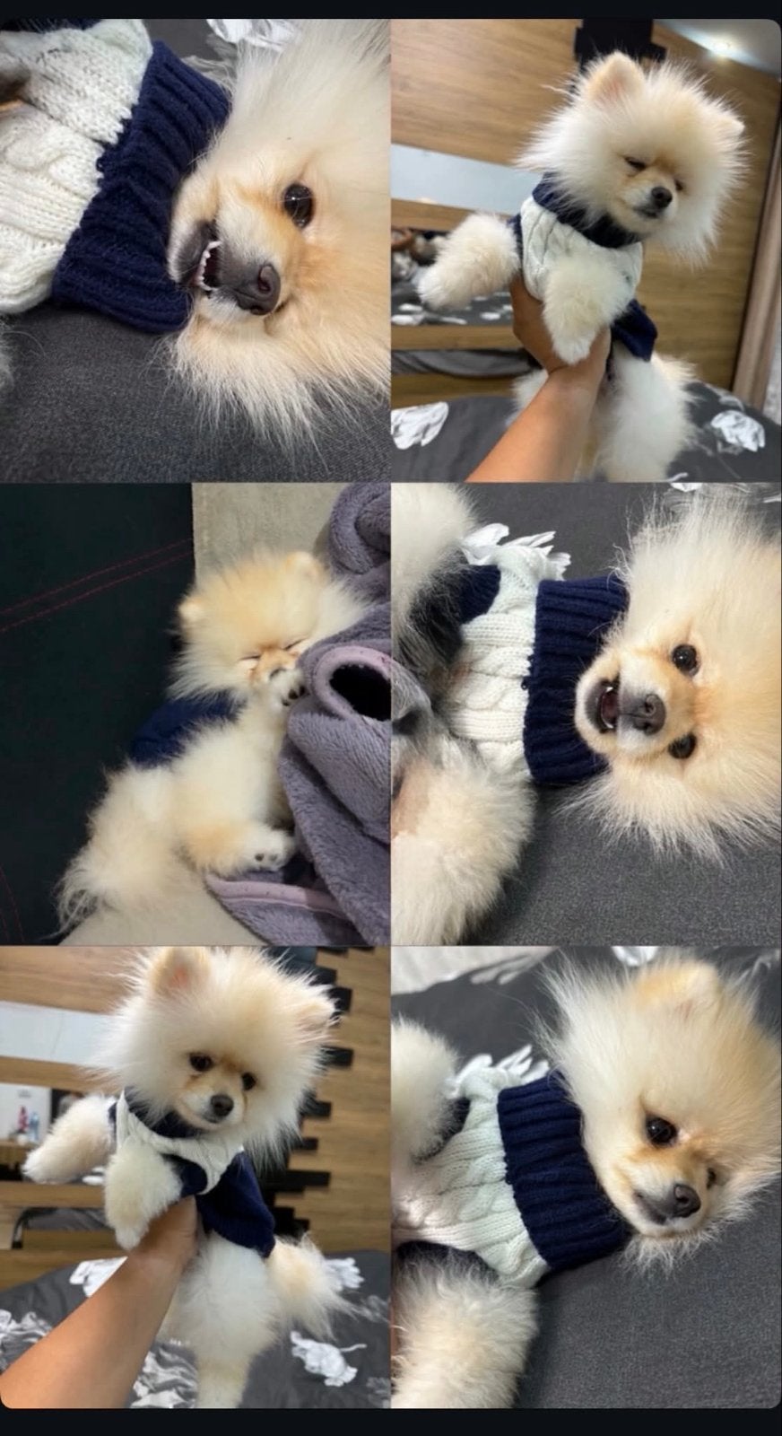pomeranian mini, Particulier, 8 tot 15 weken, Buitenland, Teef