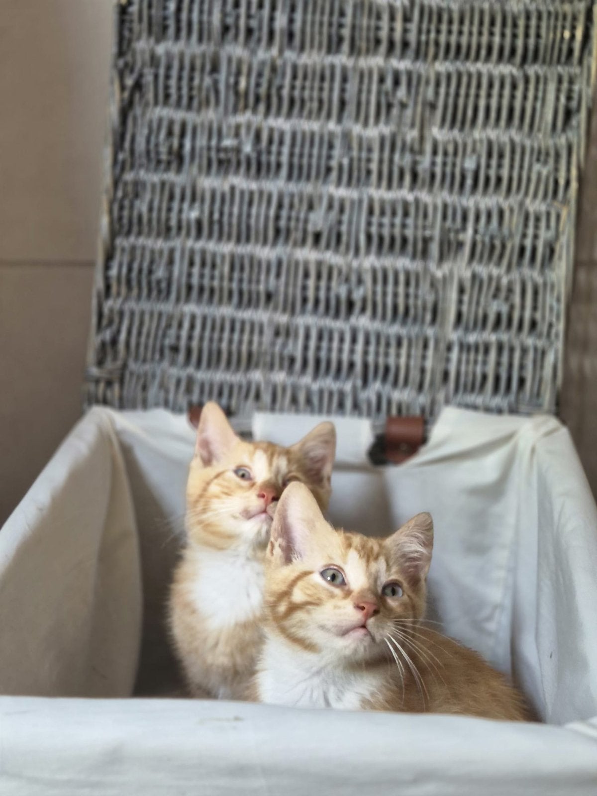 Mooie kittens, Kater