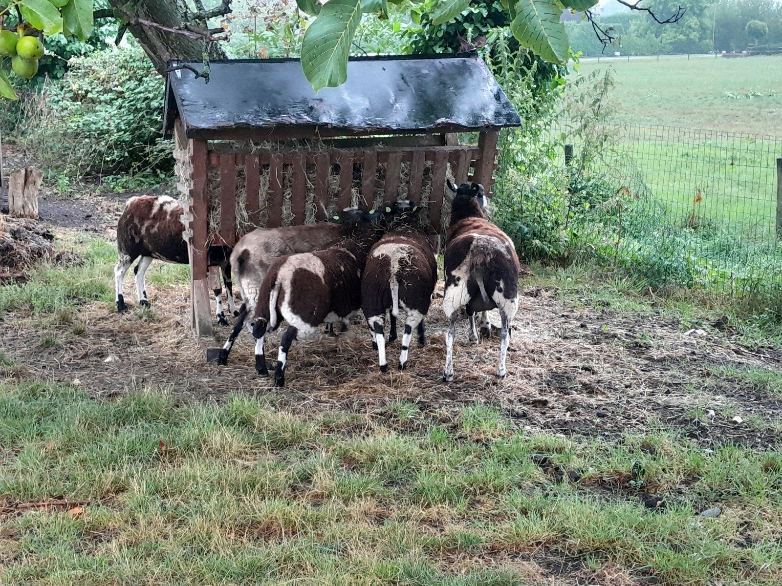 Bonte schapen met lammeren 6 stuks, Dieren en Toebehoren, Schapen, Geiten en Varkens, Vrouwelijk, Schaap