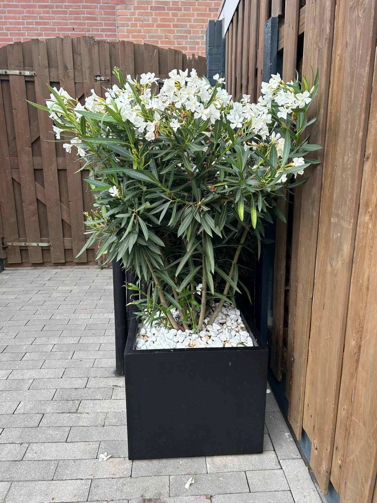 Nerium oleander, Verzenden, Overige soorten, Volle zon