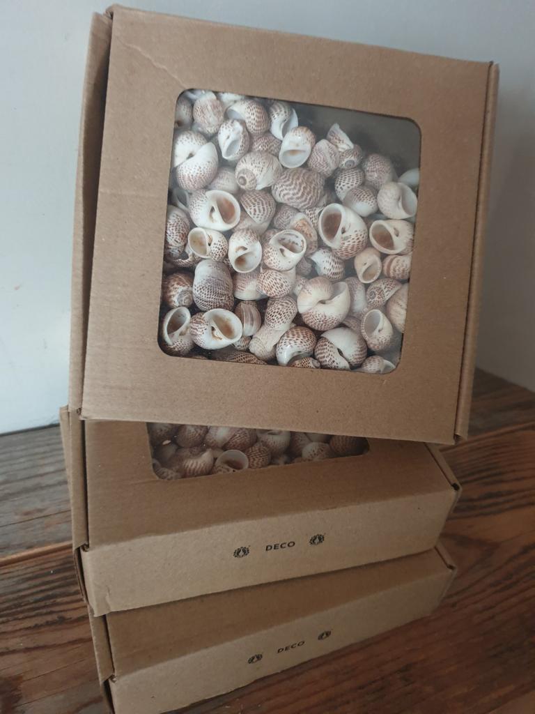 Doosje schelpen - schelp - naturel, Ophalen of Verzenden, Nieuw