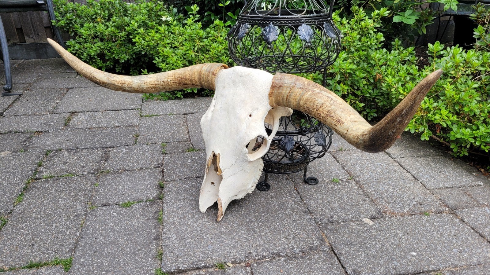 Decoratieve "Longhorn skull", Ophalen, Gebruikt