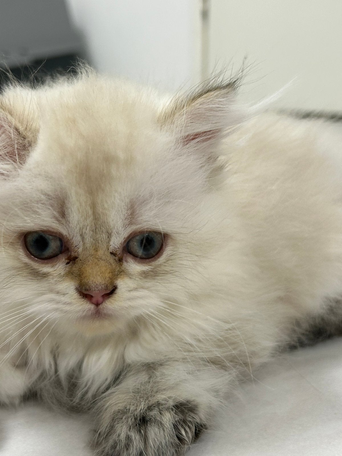 Kittens britse korthaar, Meerdere dieren, Ingeënt