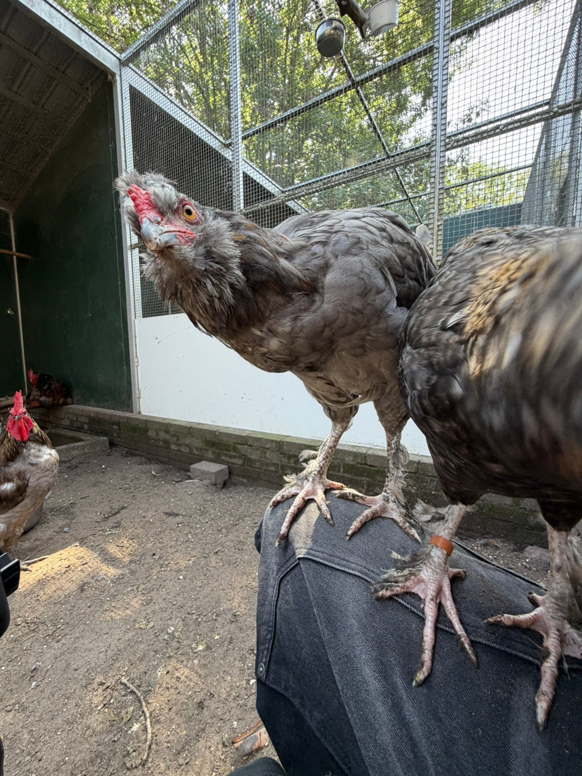 Bucky, tam hanen kuiken, Dieren en Toebehoren, Pluimvee, Kip, Mannelijk