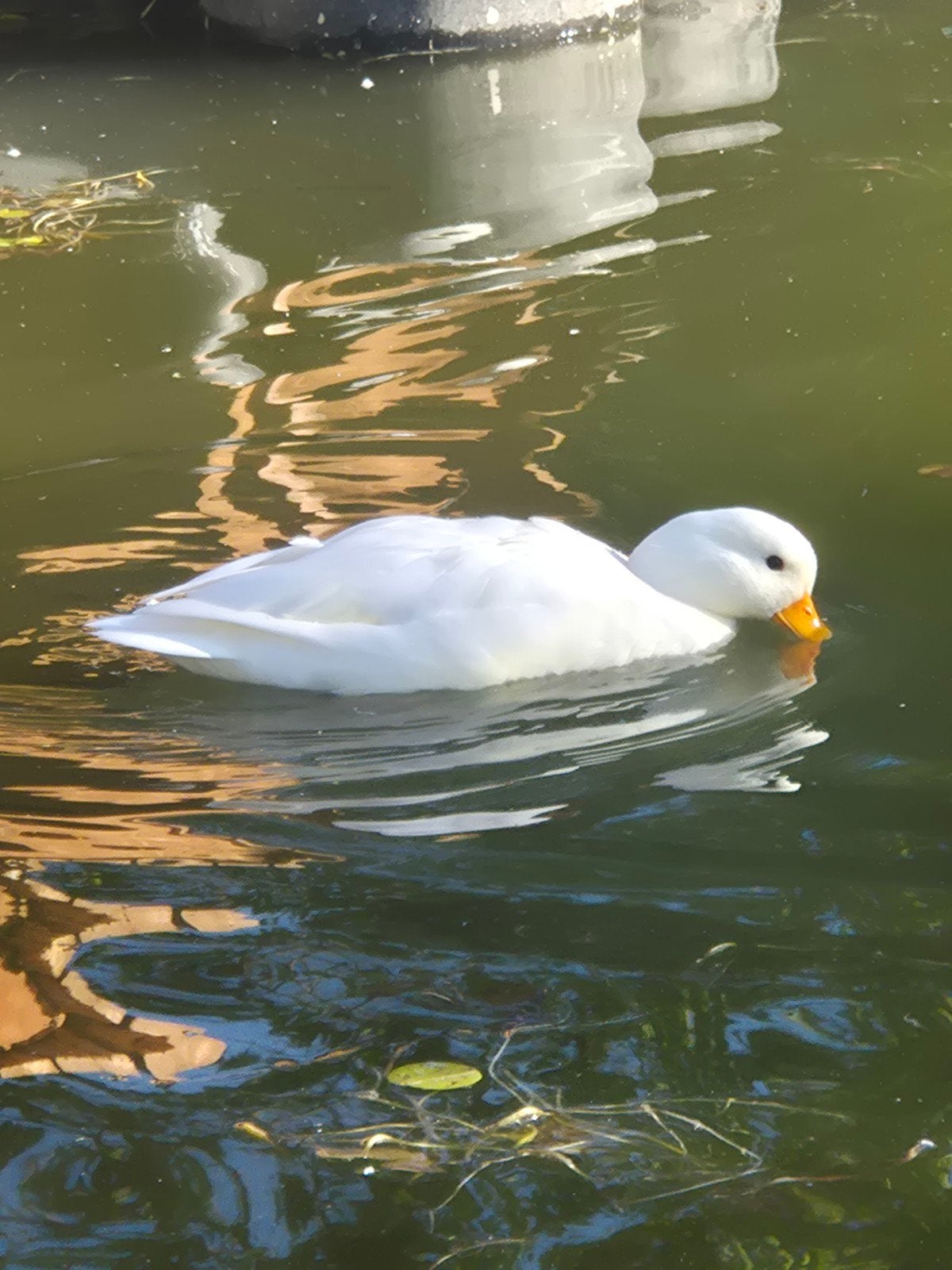 eenden kwakers, Dieren en Toebehoren, Meerdere dieren