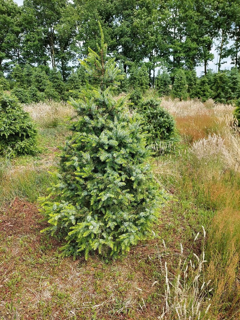 te koop kerstbomen, Ophalen, Volle zon, Overige soorten