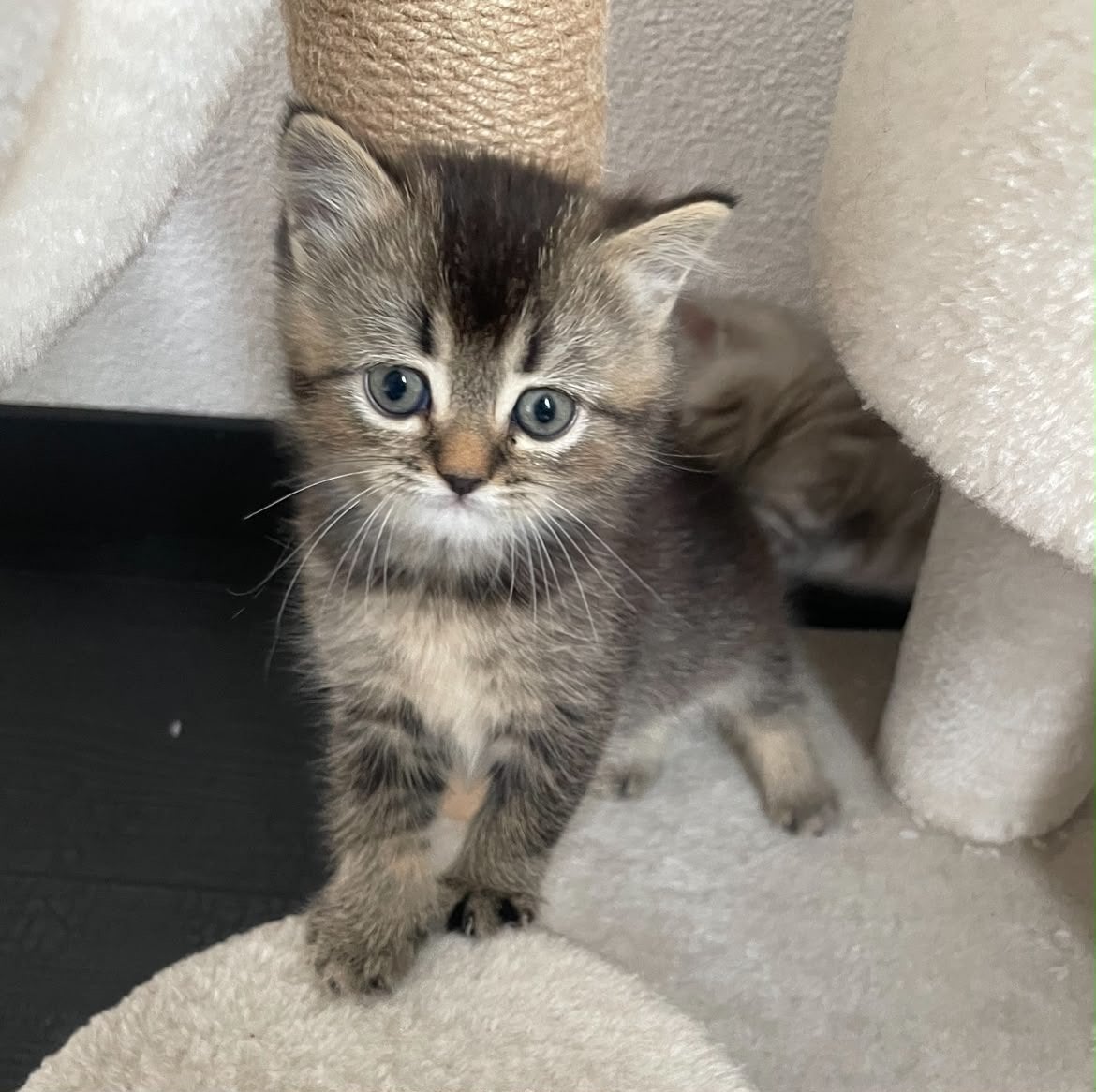Britse korthaar kitten zoekt gouden mand, Poes, Ontwormd, 0 tot 2 jaar