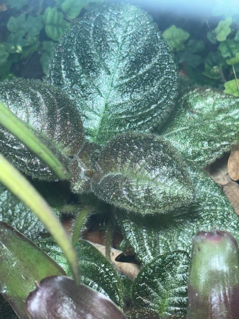 Terrariumplant Episcia, Ophalen of Verzenden, Halfschaduw, Minder dan 100 cm