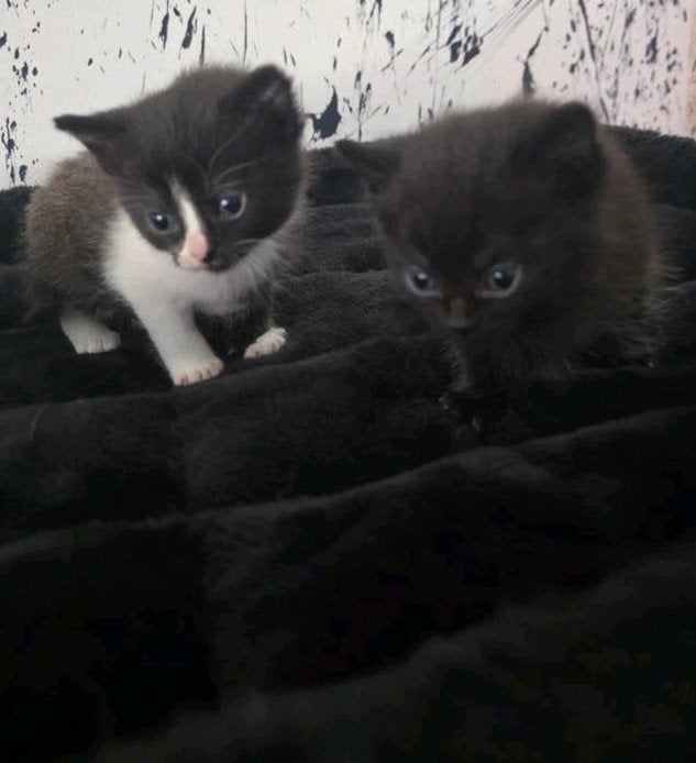 Lieve kittens zoeken een warm en liefdevol huisje, Meerdere dieren