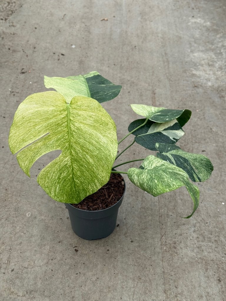 Monstera Jungle Mint, Ophalen of Verzenden, Halfschaduw, Minder dan 100 cm