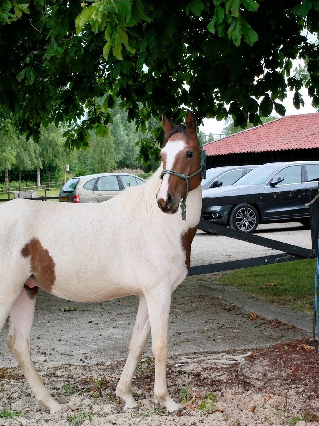knappe pony's, Dieren en Toebehoren, Meerdere dieren