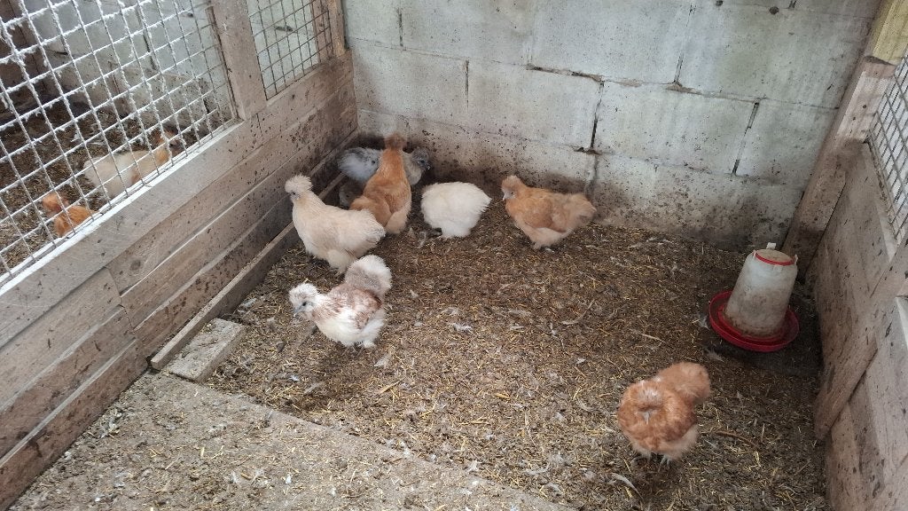 jonge zijdehoen hennen, Dieren en Toebehoren, Pluimvee, Vrouwelijk, Kip
