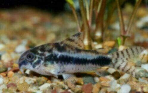 Corydora habrosus - Koidream Valburg, Dieren en Toebehoren, Vis, Zoetwatervis