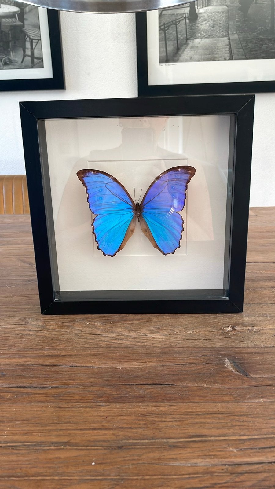 Prachtige opgezette Morpho vlinder in lijst, Verzenden, Zo goed als nieuw, Insect, Opgezet dier