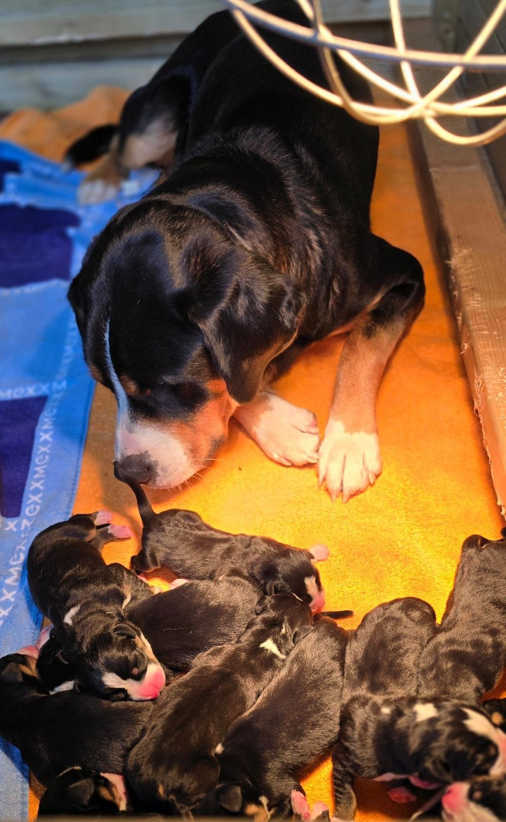 Grote Zwitserse Sennen pups, Meerdere, Meerdere dieren, Nederland, Particulier