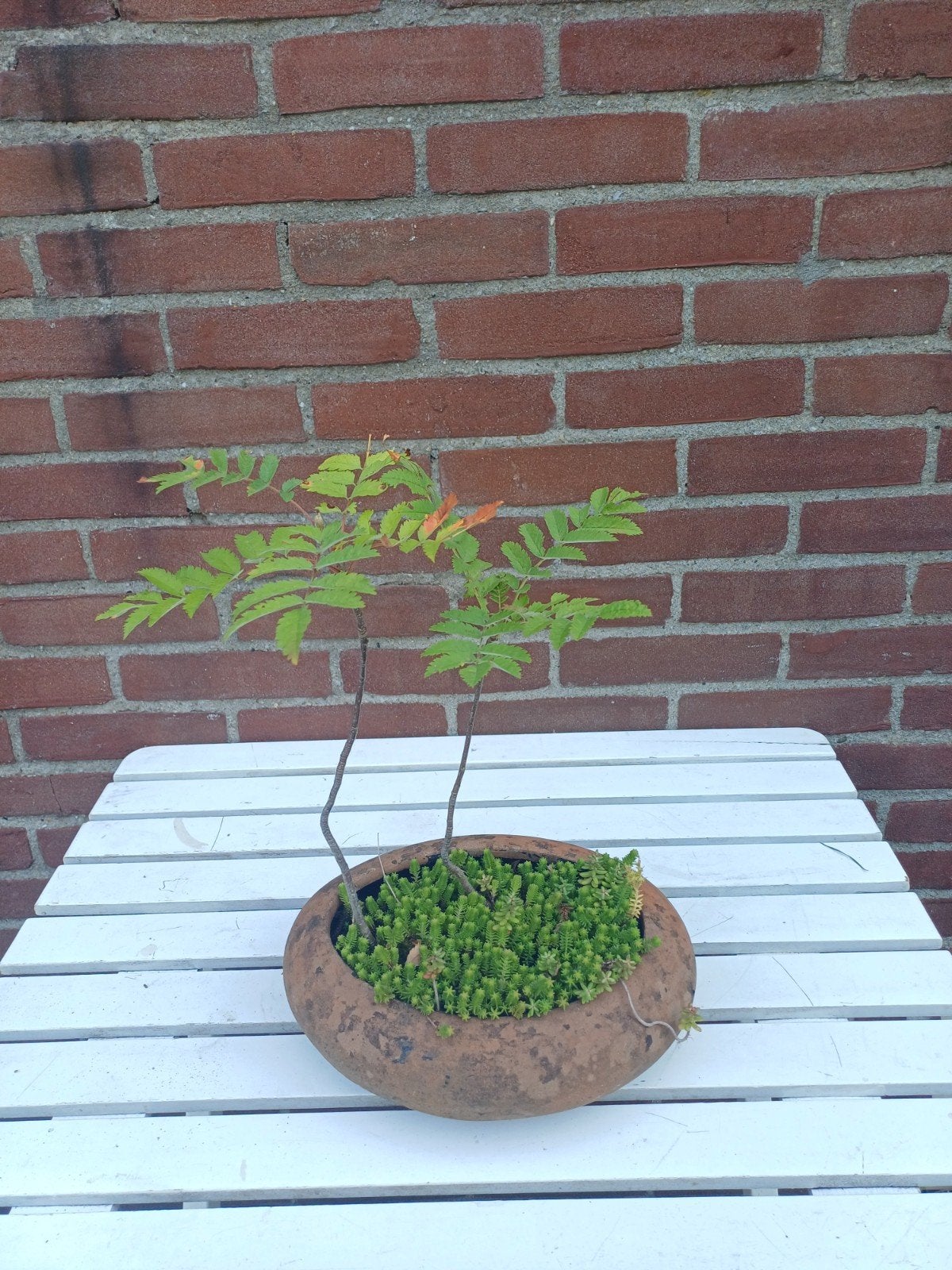 Lijsterbes (Sorbus aucuparia) - Jonge boompjes, Ophalen, Overige soorten, Volle zon