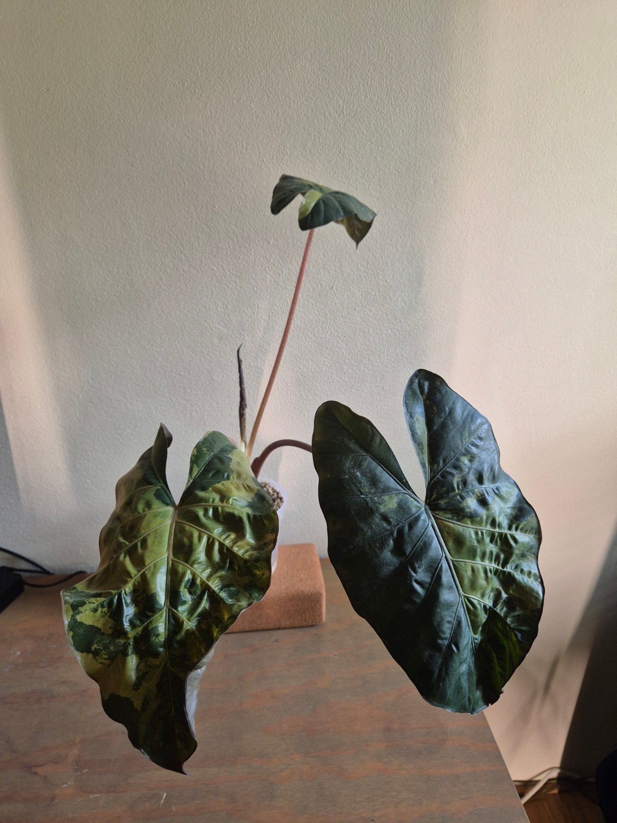 Alocasia Yucatan Princess Variegata, Huis en Inrichting, Kamerplanten, Ophalen of Verzenden, Halfschaduw, Minder dan 100 cm
