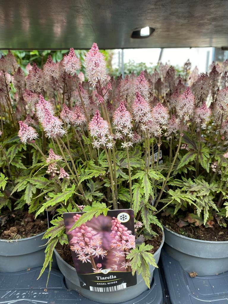 Tiarella 'Angel Wings' - Charmante Schuimbloem, Ophalen, Bodembedekkers, Vaste plant, Halfschaduw