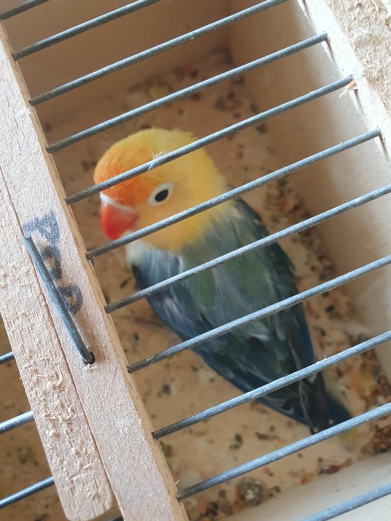 Dwergpapegaai, Dieren en Toebehoren, Vogels | Parkieten en Papegaaien, Geslacht onbekend, Dwergpapegaai of Agapornis, Geringd