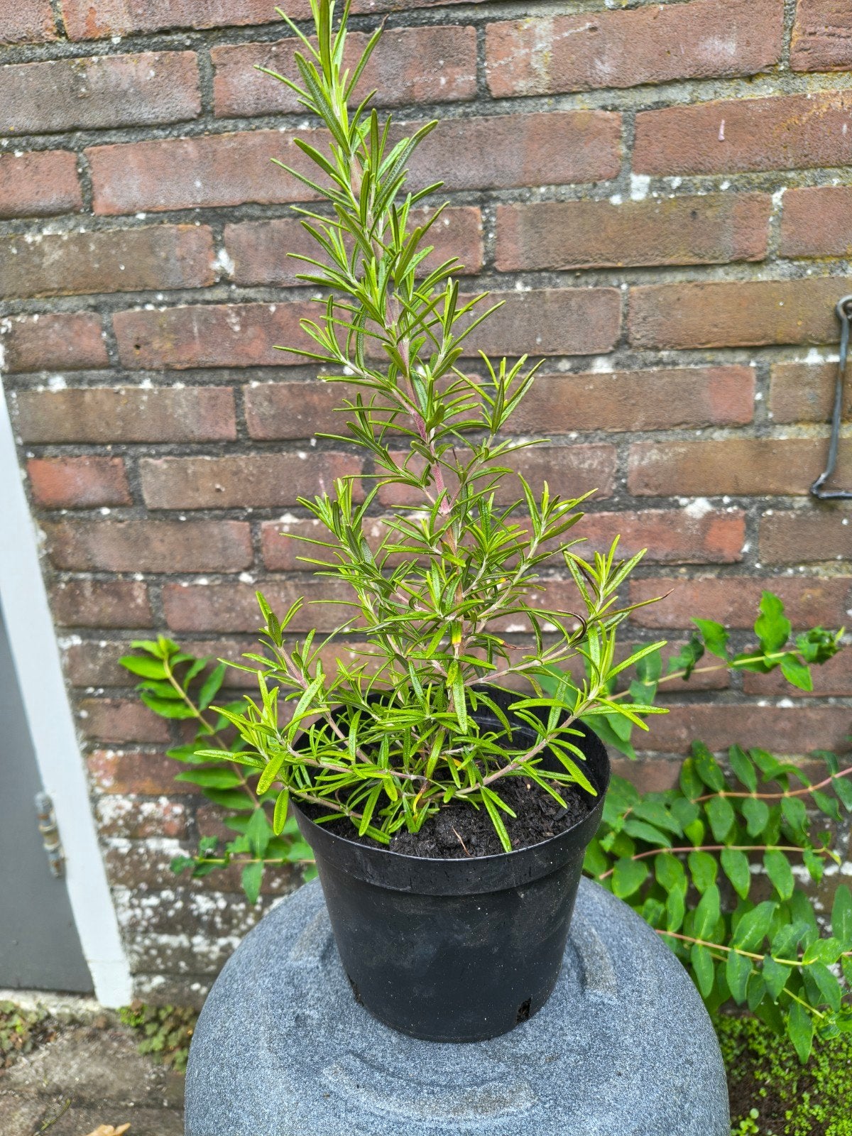 Rozemarijn biologische  ca 30cm €3,00, Tuin en Terras, Ophalen, Vaste plant, Kruiden, Volle zon