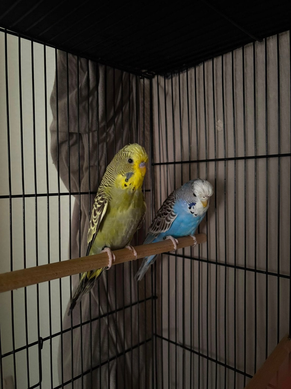 Grasparkiet koppel te koop, Meerdere dieren, Parkiet