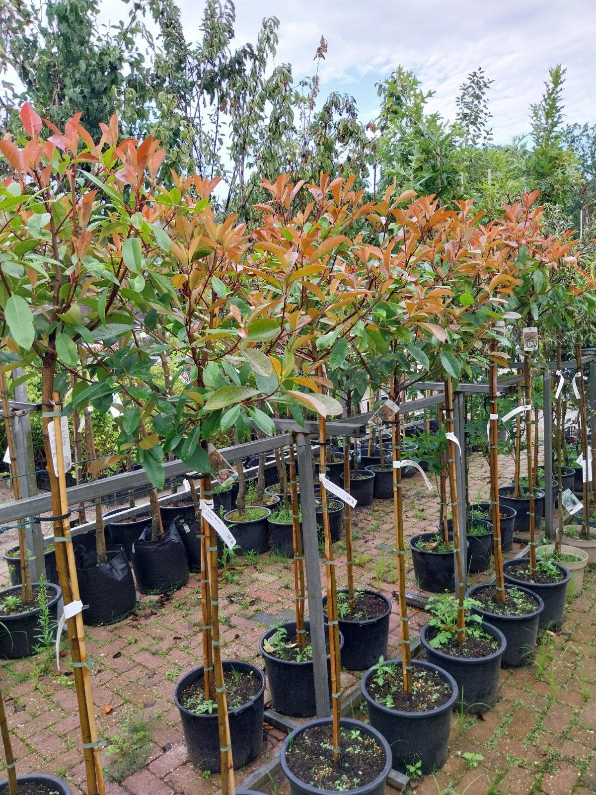 Photinia Red Robin op stam - Glansmispel, Tuin en Terras, Planten | Bomen, Lente, 100 tot 250 cm, Ophalen, Volle zon