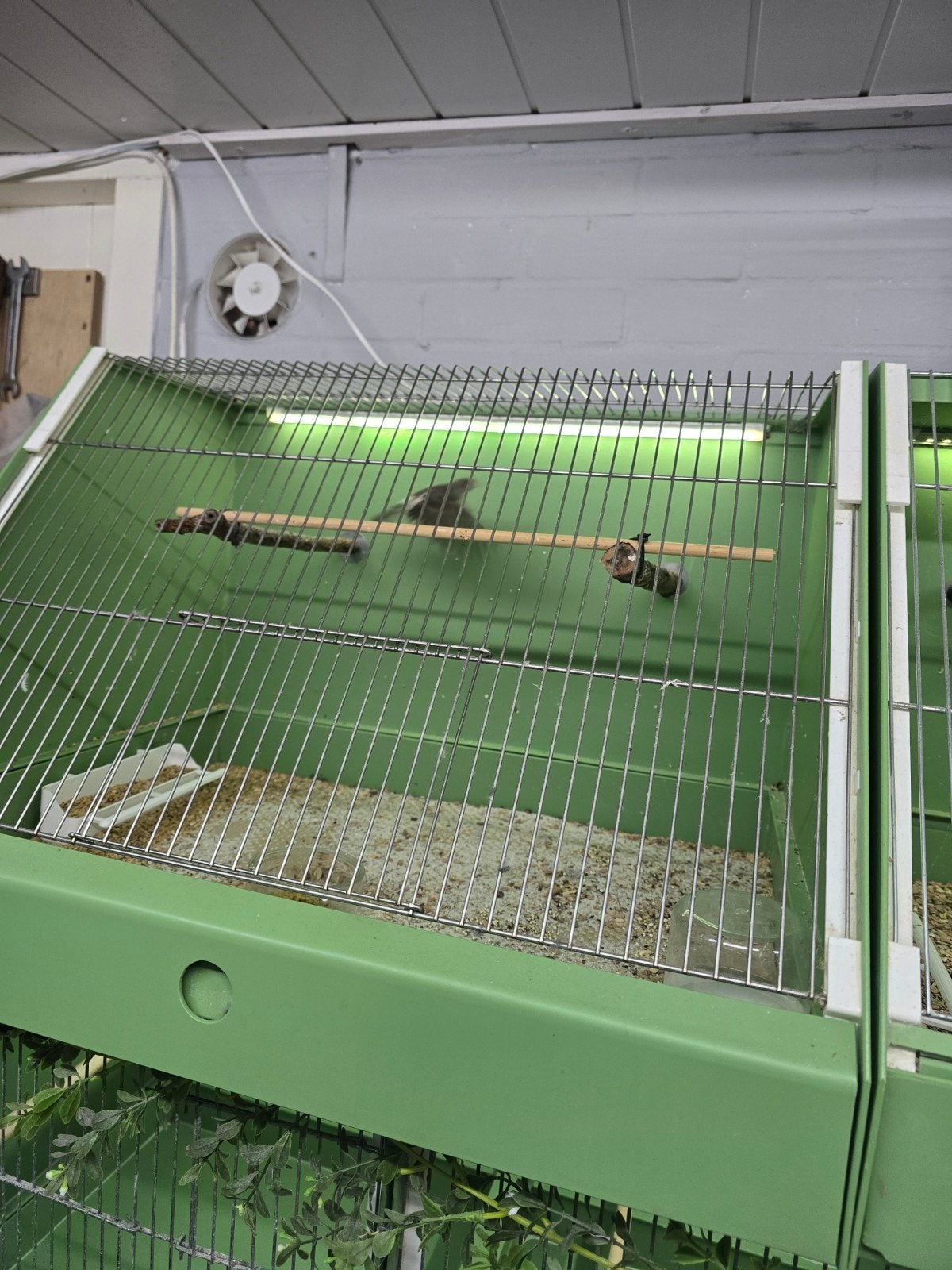 Edelzangers 3 poppen 1 man., Dieren en Toebehoren, Meerdere dieren, Tropenvogel, Geringd