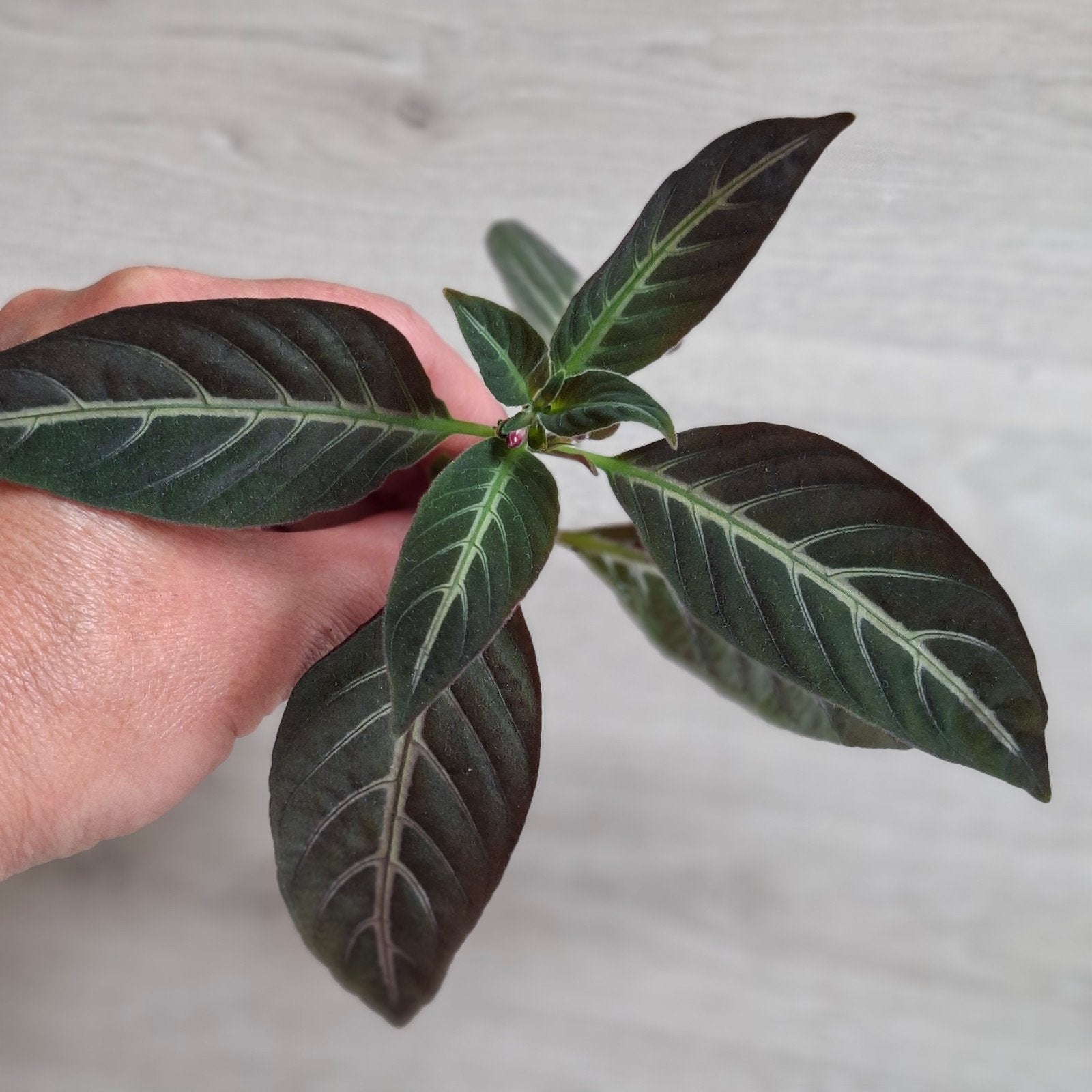 Ruellia makoyana stek, Ophalen of Verzenden, Halfschaduw, Minder dan 100 cm