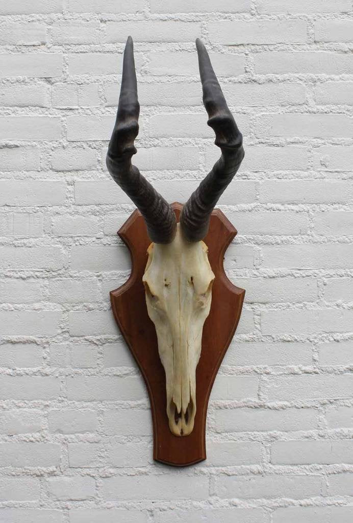 Schedel RED HARTEBEEST compleet met kiezen (ref. C), Ophalen of Verzenden, Gebruikt, Wild dier, Schedel
