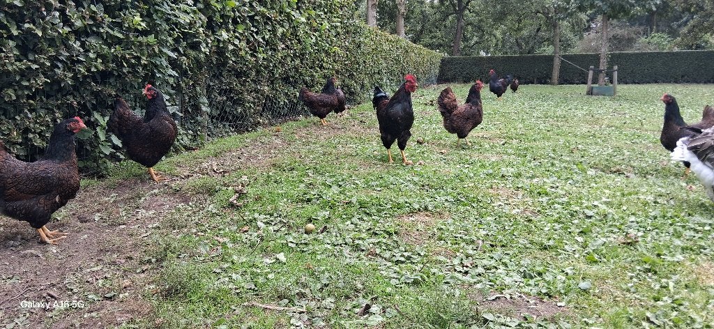 Trio Barnevelder kippen dubbelgezoomd, Dieren en Toebehoren, Meerdere dieren, Kip