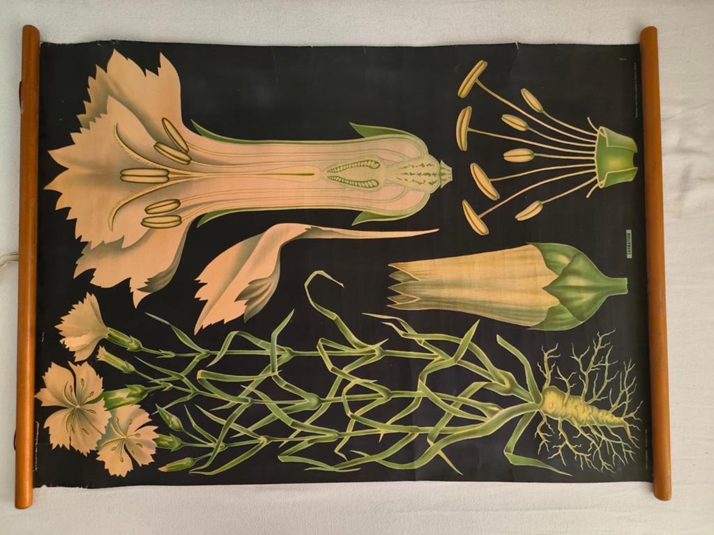 Vintage botanische schoolplaat – Carnation / Anjer, Antiek en Kunst, Kunst | Schilderijen | Abstract, Ophalen