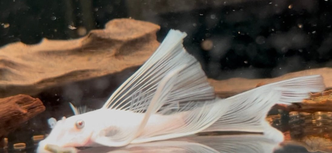 Ancistrus sp. L144 Snow White Long Fin, Vis, Zoetwatervis
