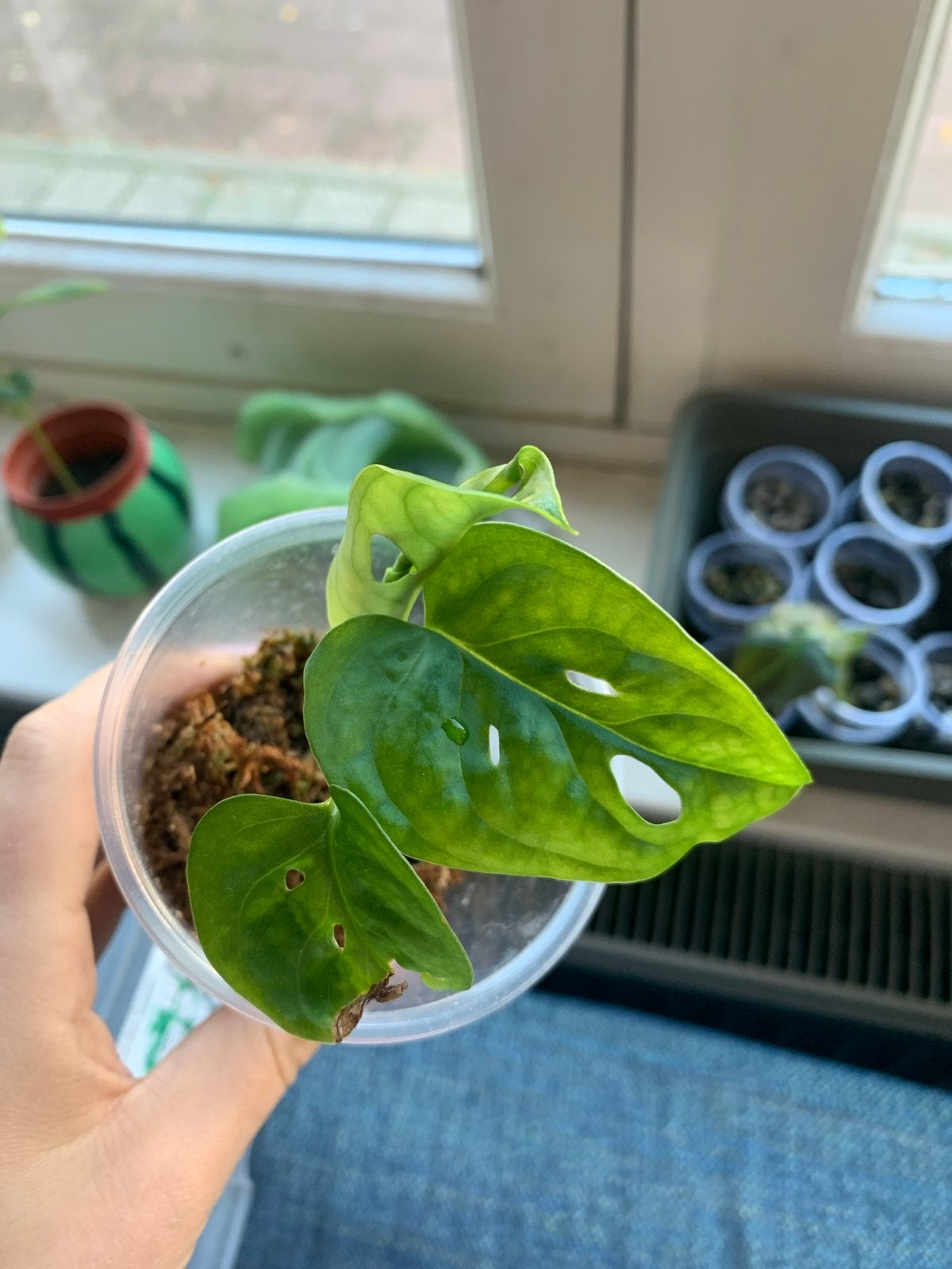 Monstera Adansonii stekje - Kamerplant, Ophalen, Overige soorten, Halfschaduw, In pot
