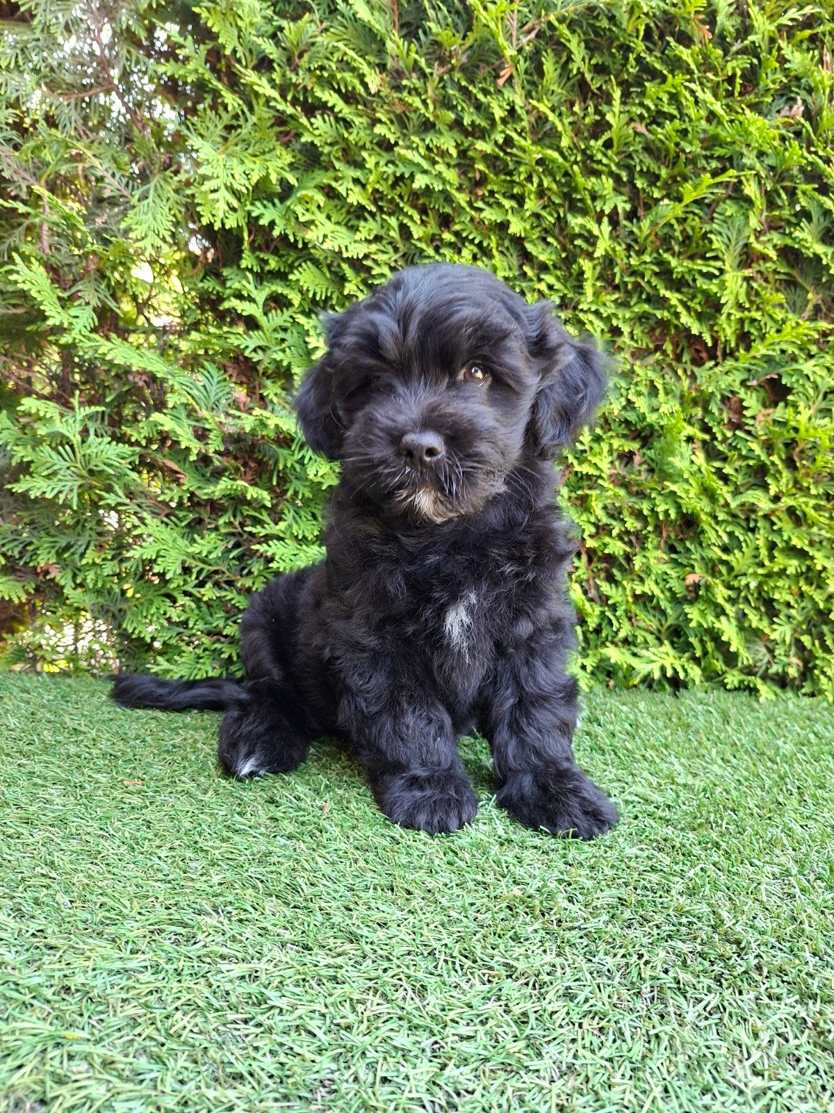 Zeer mooie speelse boomer x doodle pups., Dieren en Toebehoren, Honden | Chihuahua's en Gezelschapshonden, Parvo, 8 tot 15 weken