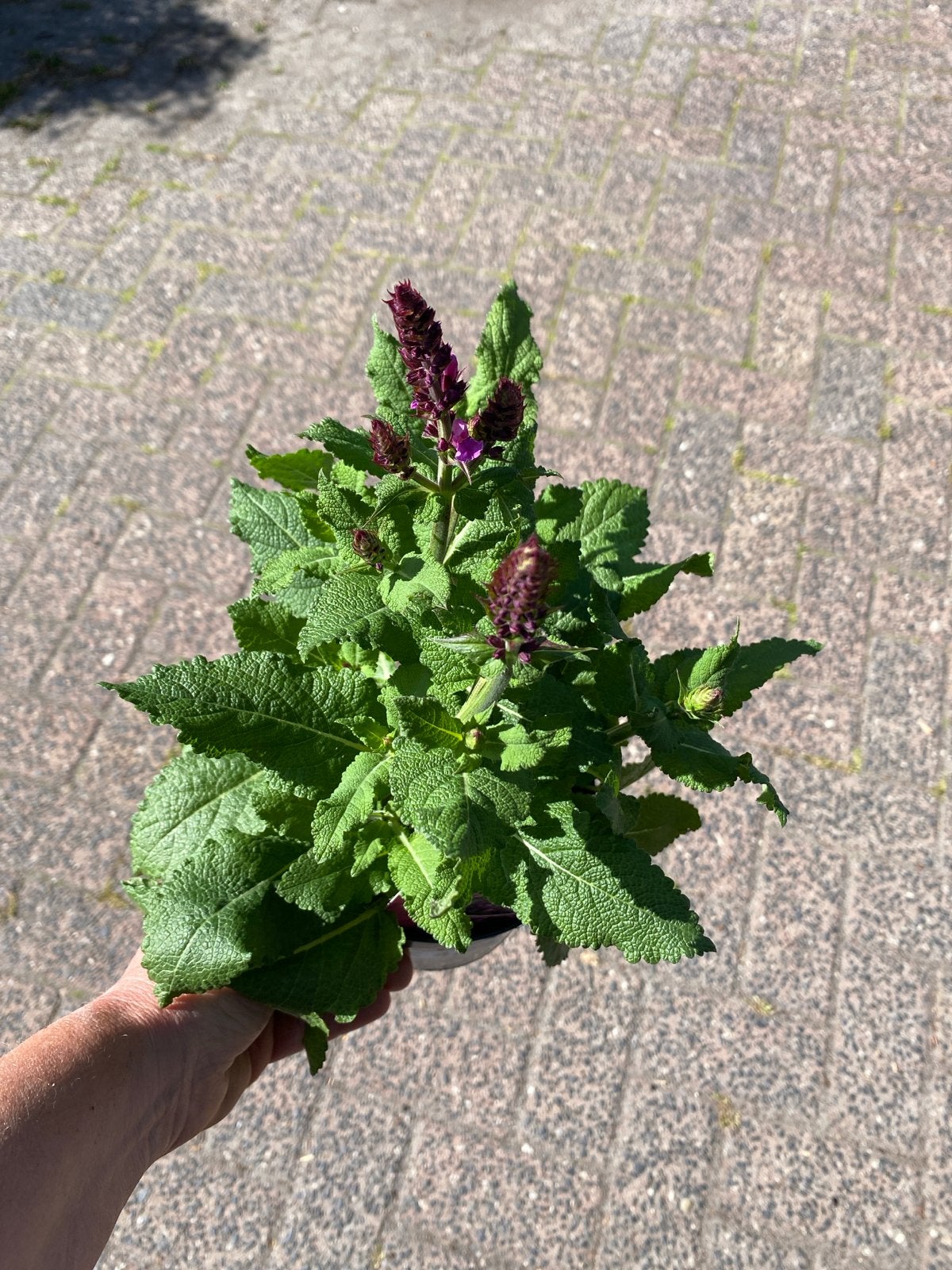 Salvia Nemorosa - Prachtige Vaste Plant voor uw Tuin, Volle zon, Vaste plant, Lente, Ophalen