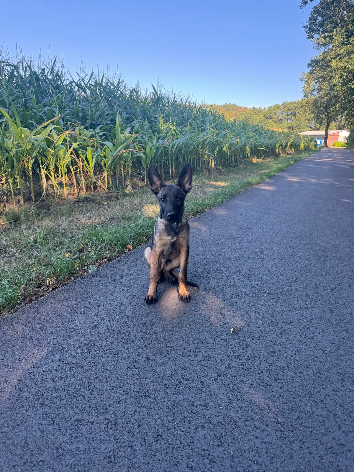 Melchese herder 4 maanden., Parvo, Reu, 8 tot 15 weken, Eén hond
