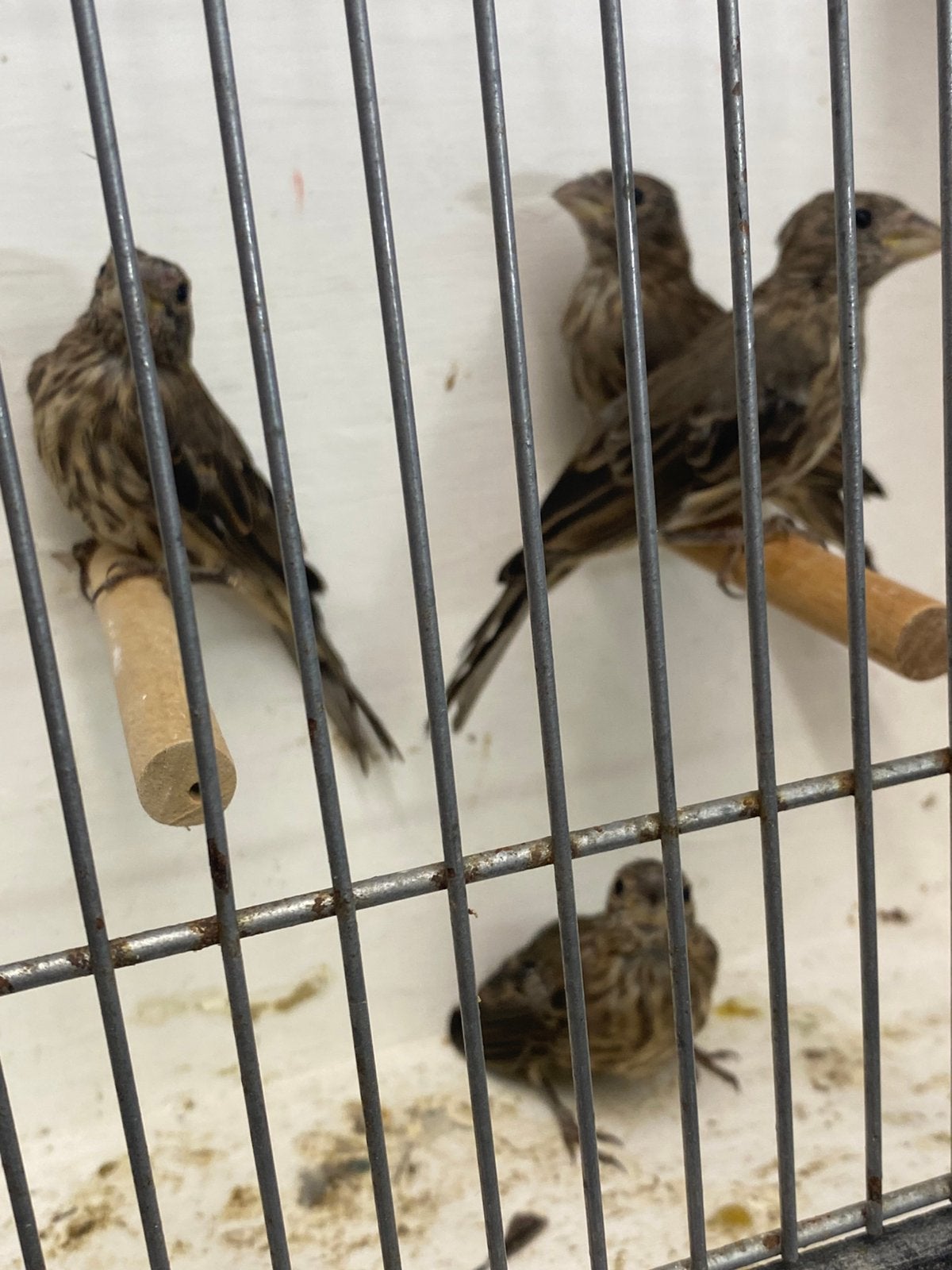 Mexicaanse ROODMUSSEN ‘26, Dieren en Toebehoren, Geslacht onbekend