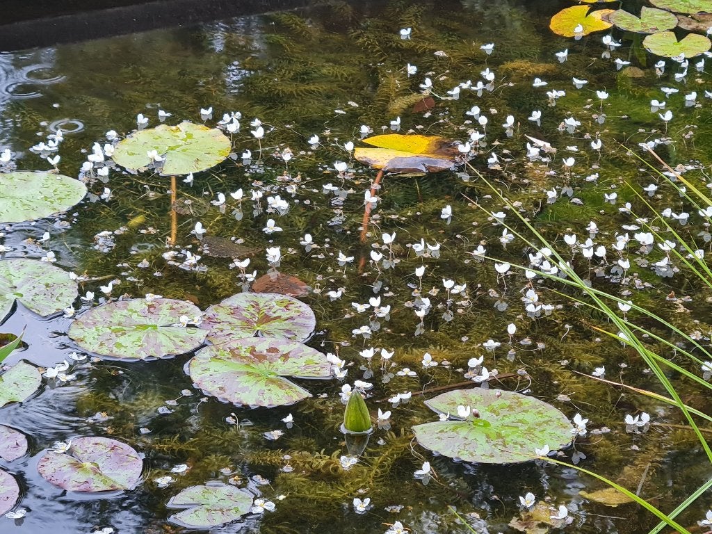 waterpest, Tuin en Terras, Vijvers, Ophalen
