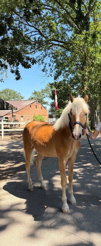 Haflinger, Met stamboom, 0 tot 2 jaar, Hengst, Onbeleerd