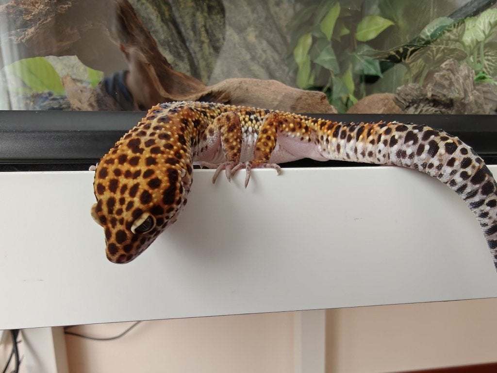 Luipaard gekko inclusief terarrium Leopard Gecko photo 10