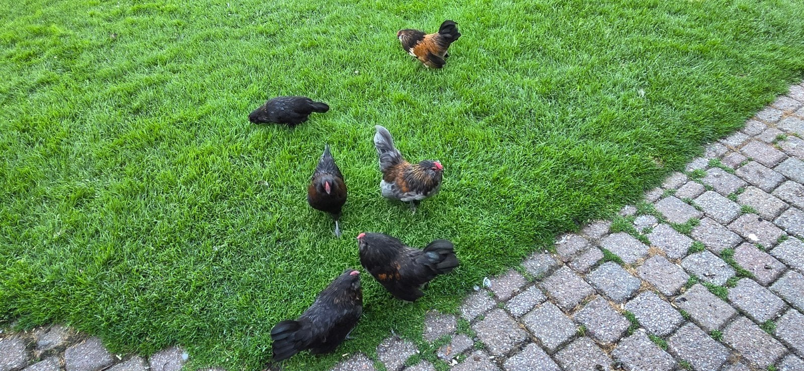 Baardkriel  van dit  jaar, Meerdere dieren