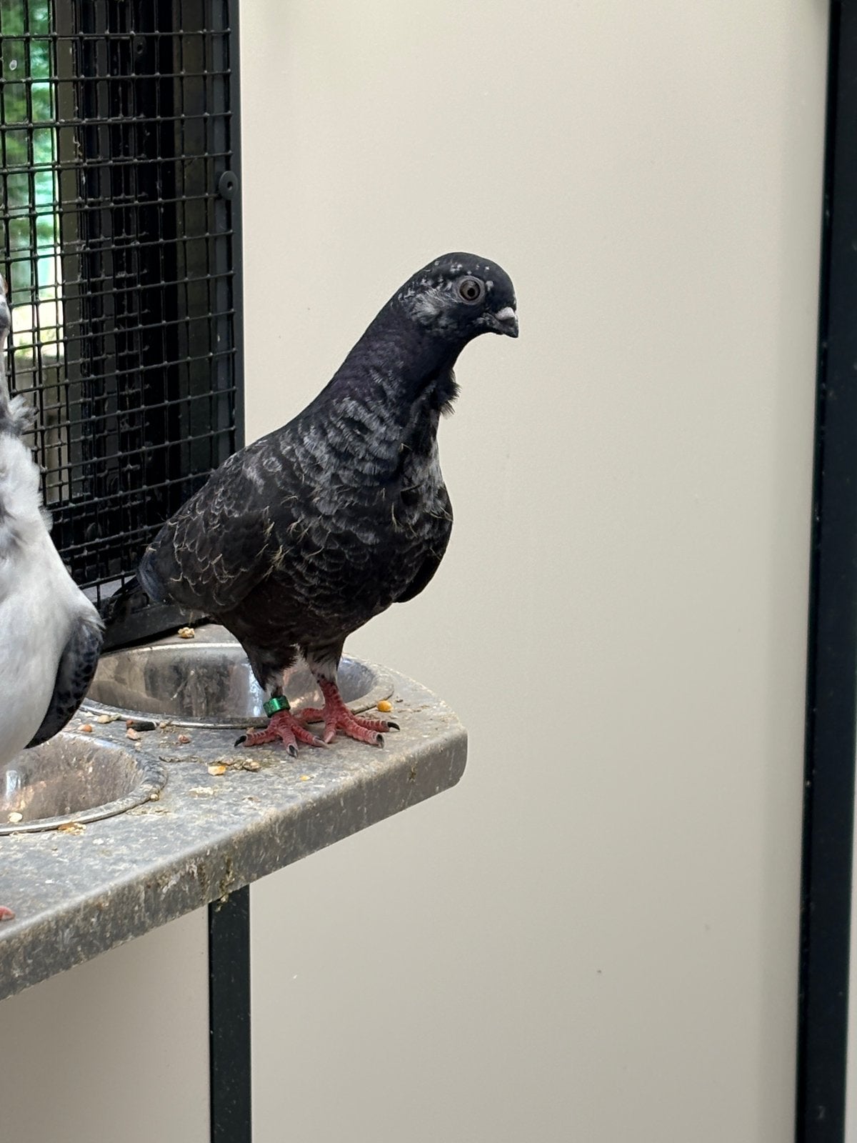 Figurita duifjes, Dieren en Toebehoren, Geslacht onbekend, Overige soorten