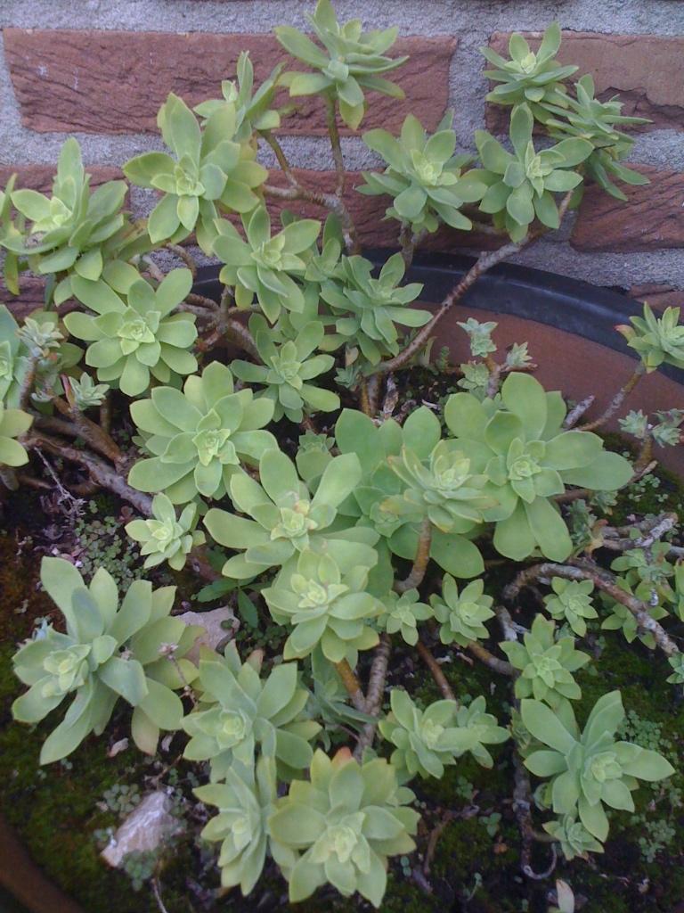 Sedum Palmeri, Ophalen, Bodembedekkers, Vaste plant, Halfschaduw